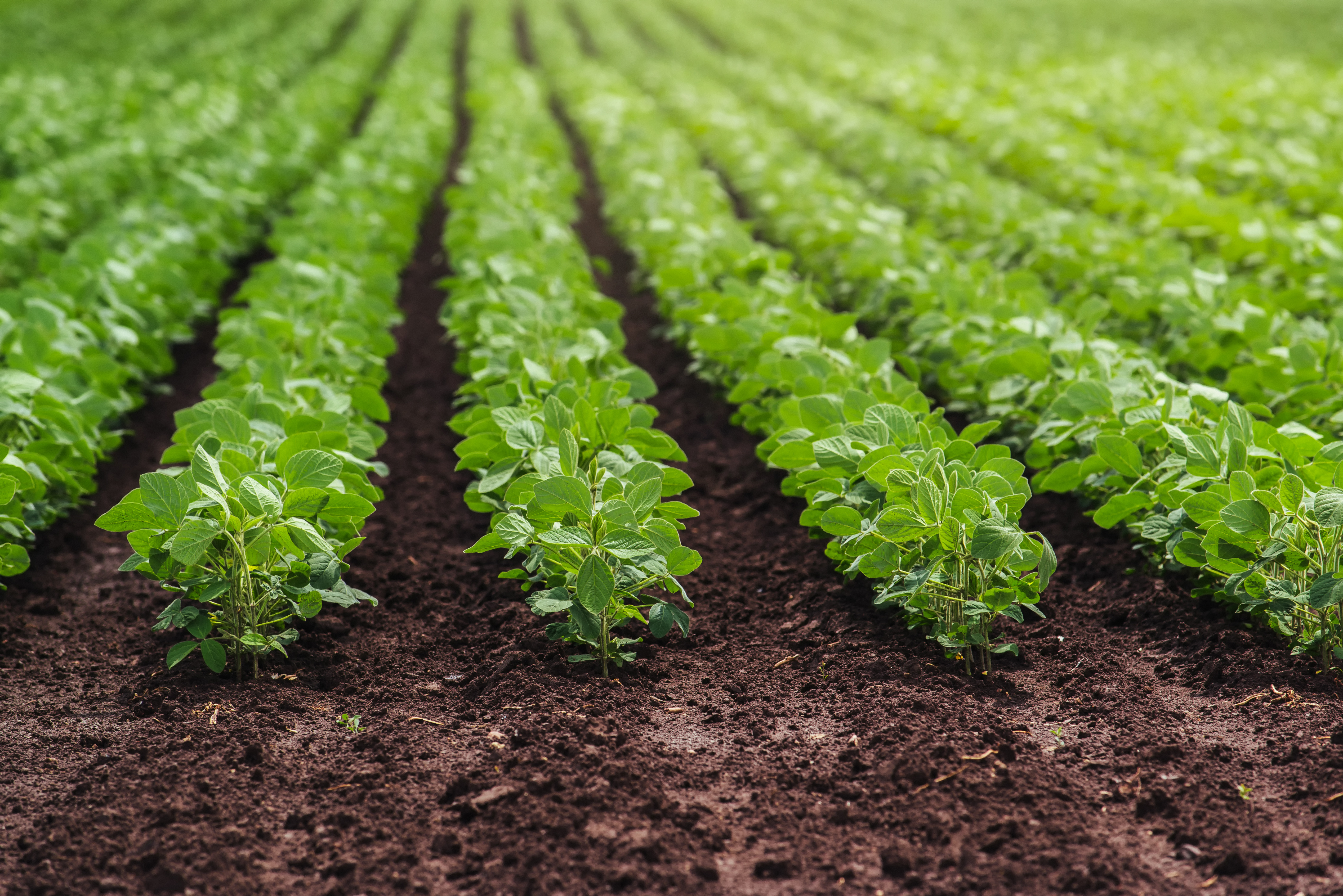 soybeans