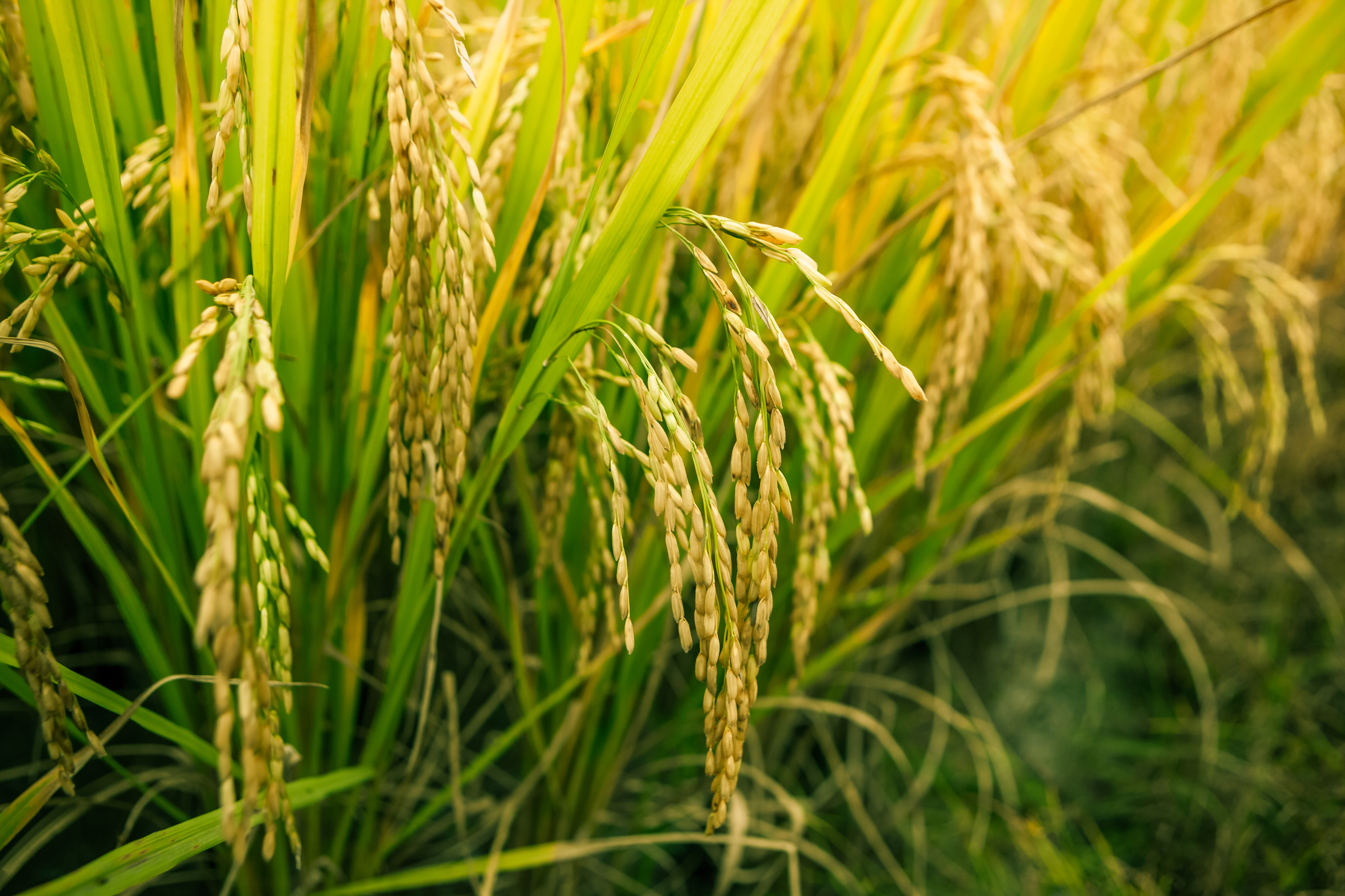 wheat