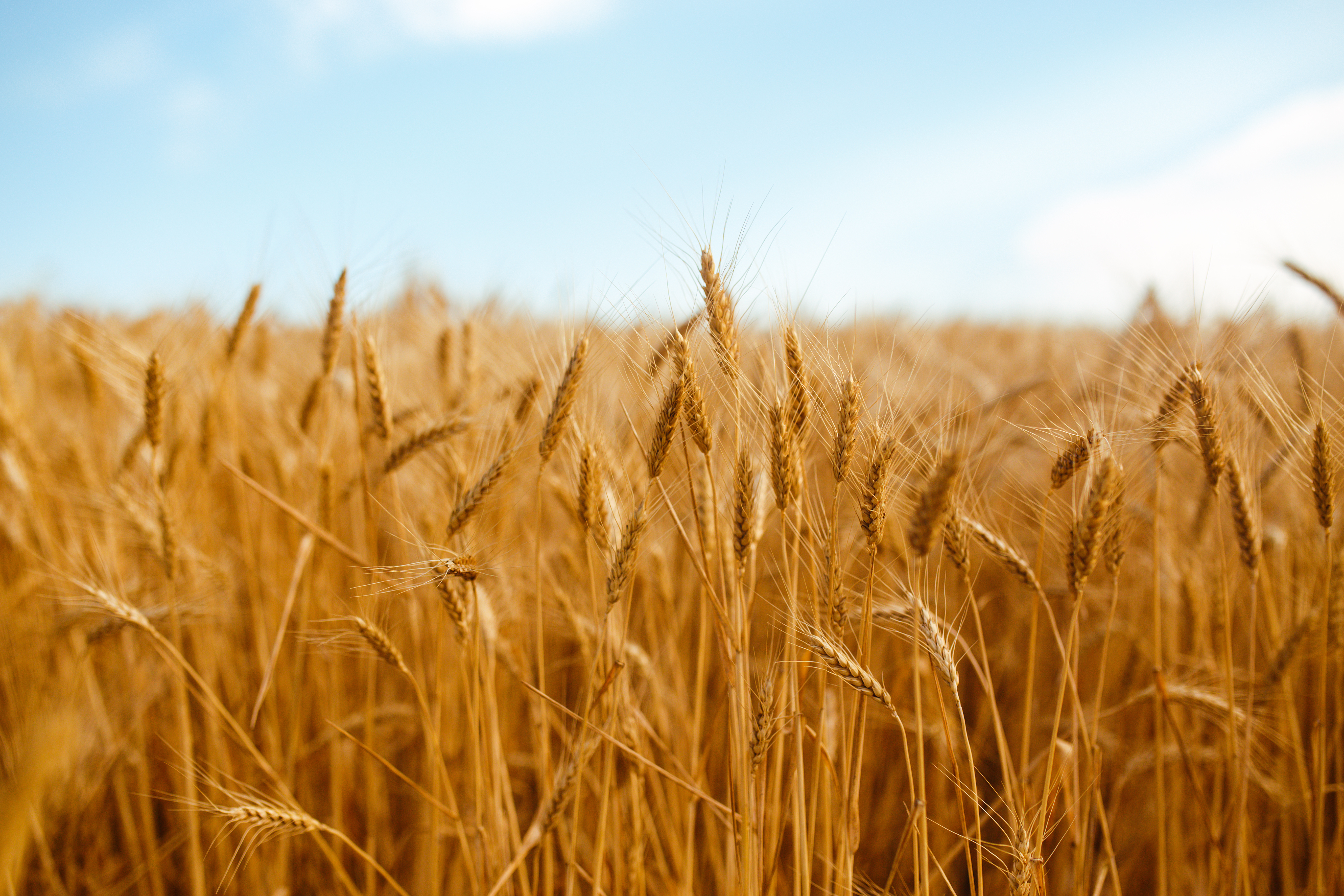 wheat
