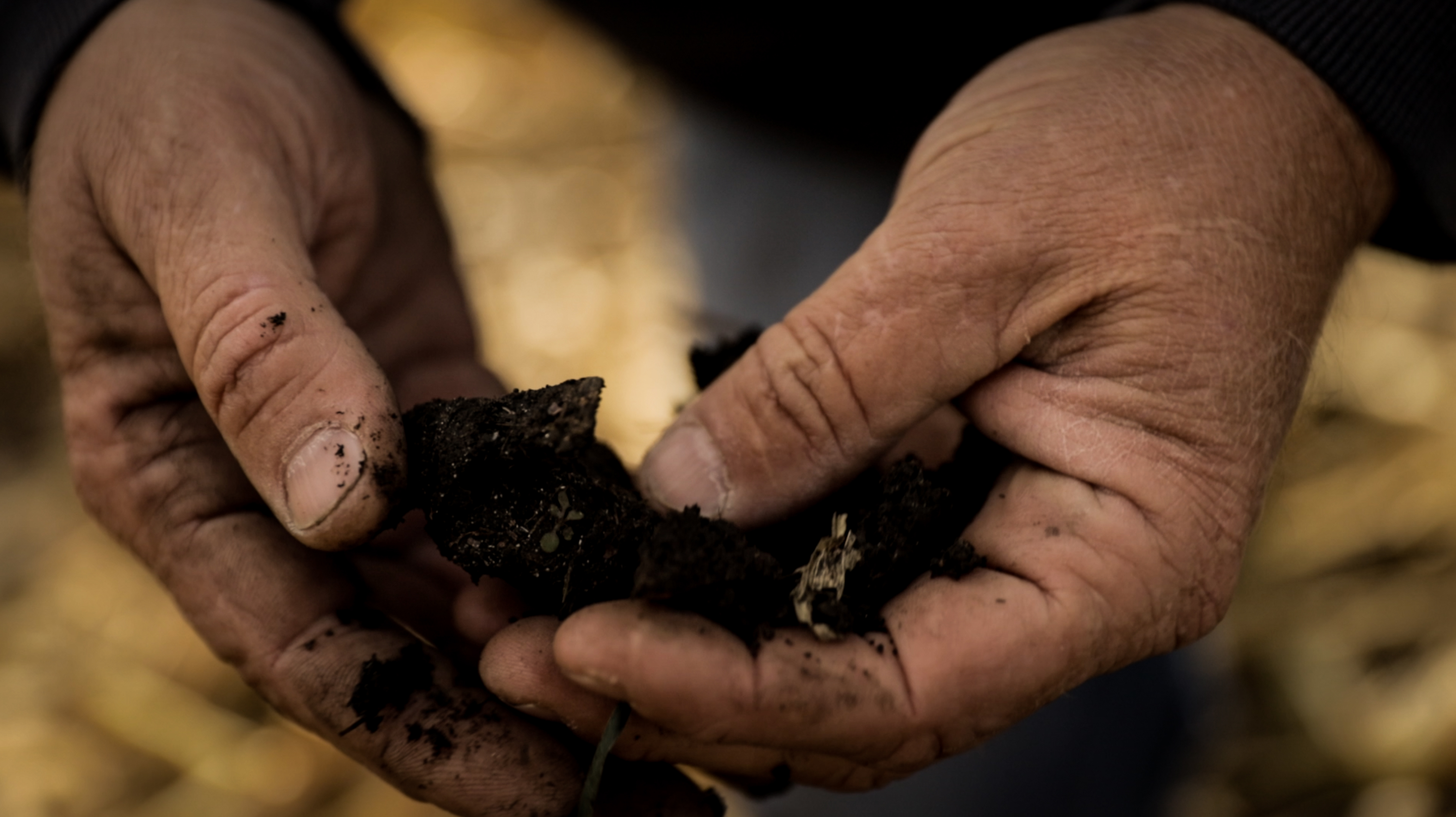 Hands Holding Fertile Soil