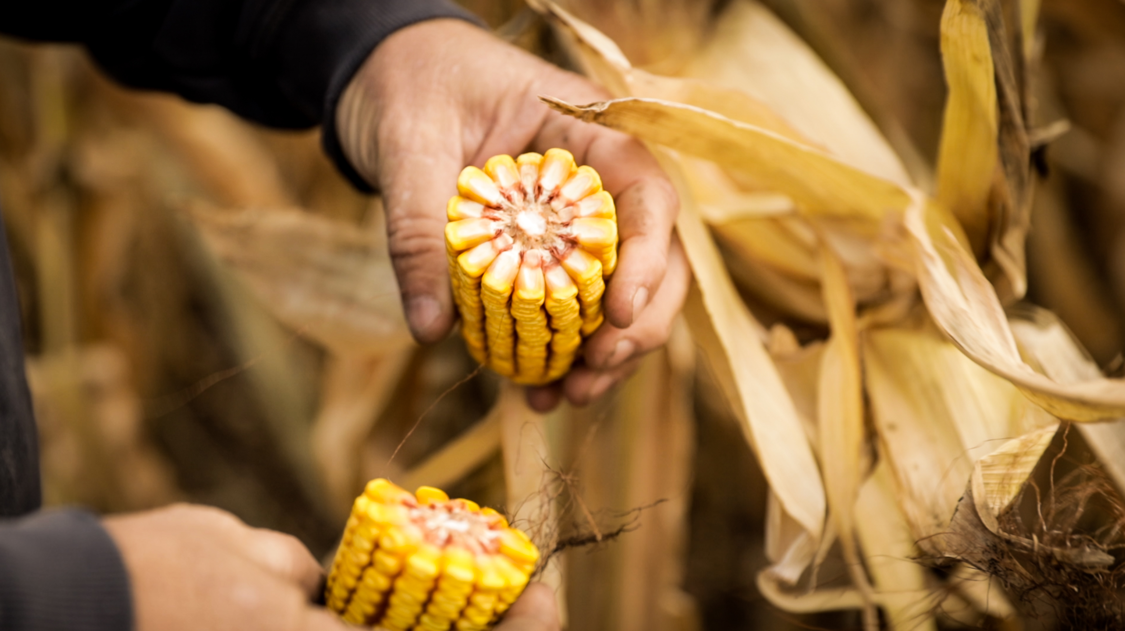 corn