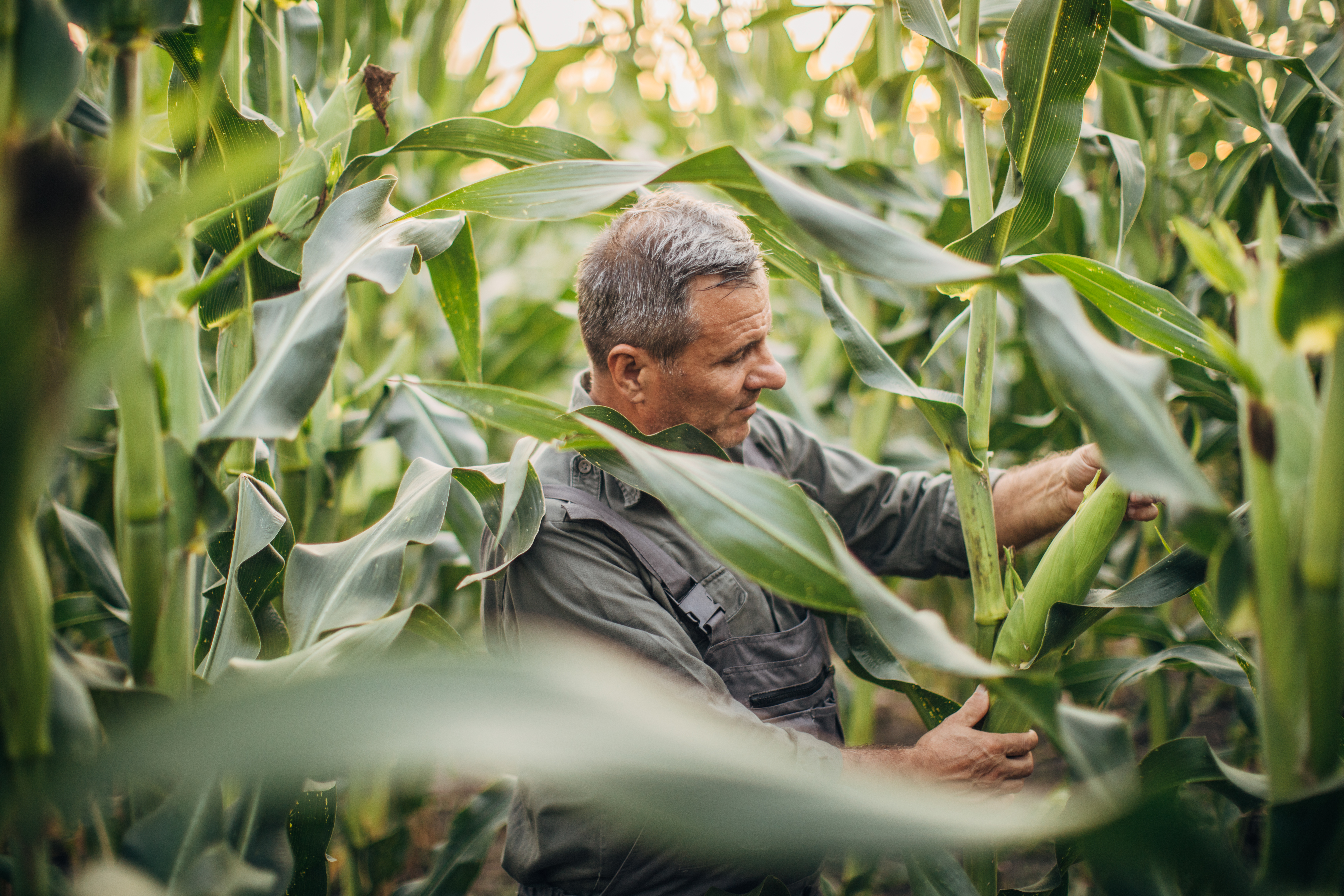 Farmer Inspecting Corn Field