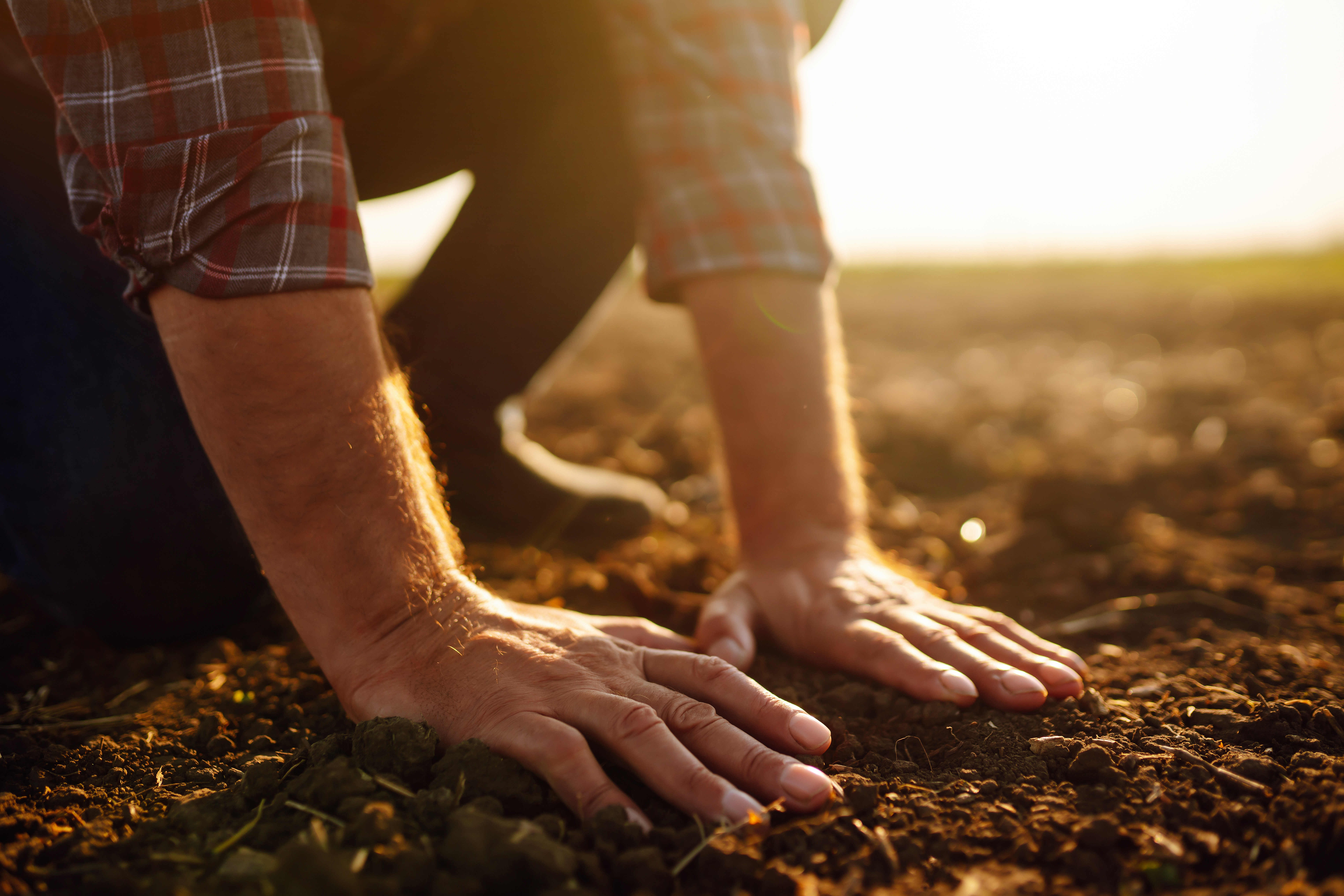 Planting