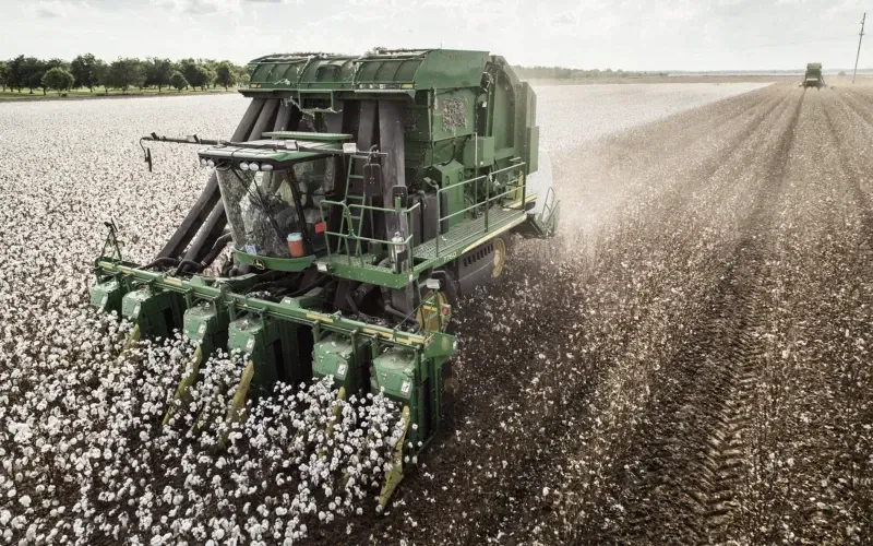 Cotton Harvest