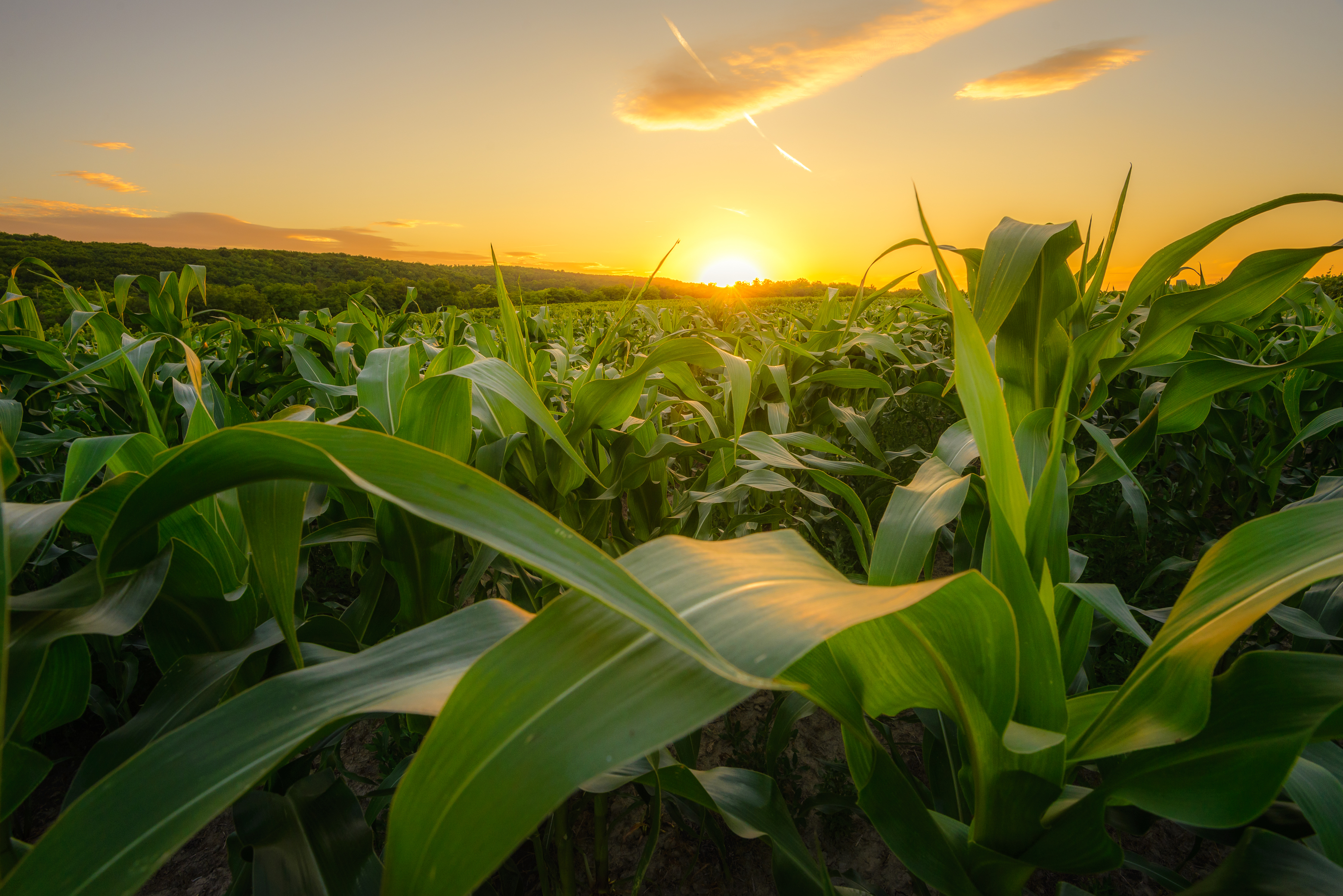 Corn Field