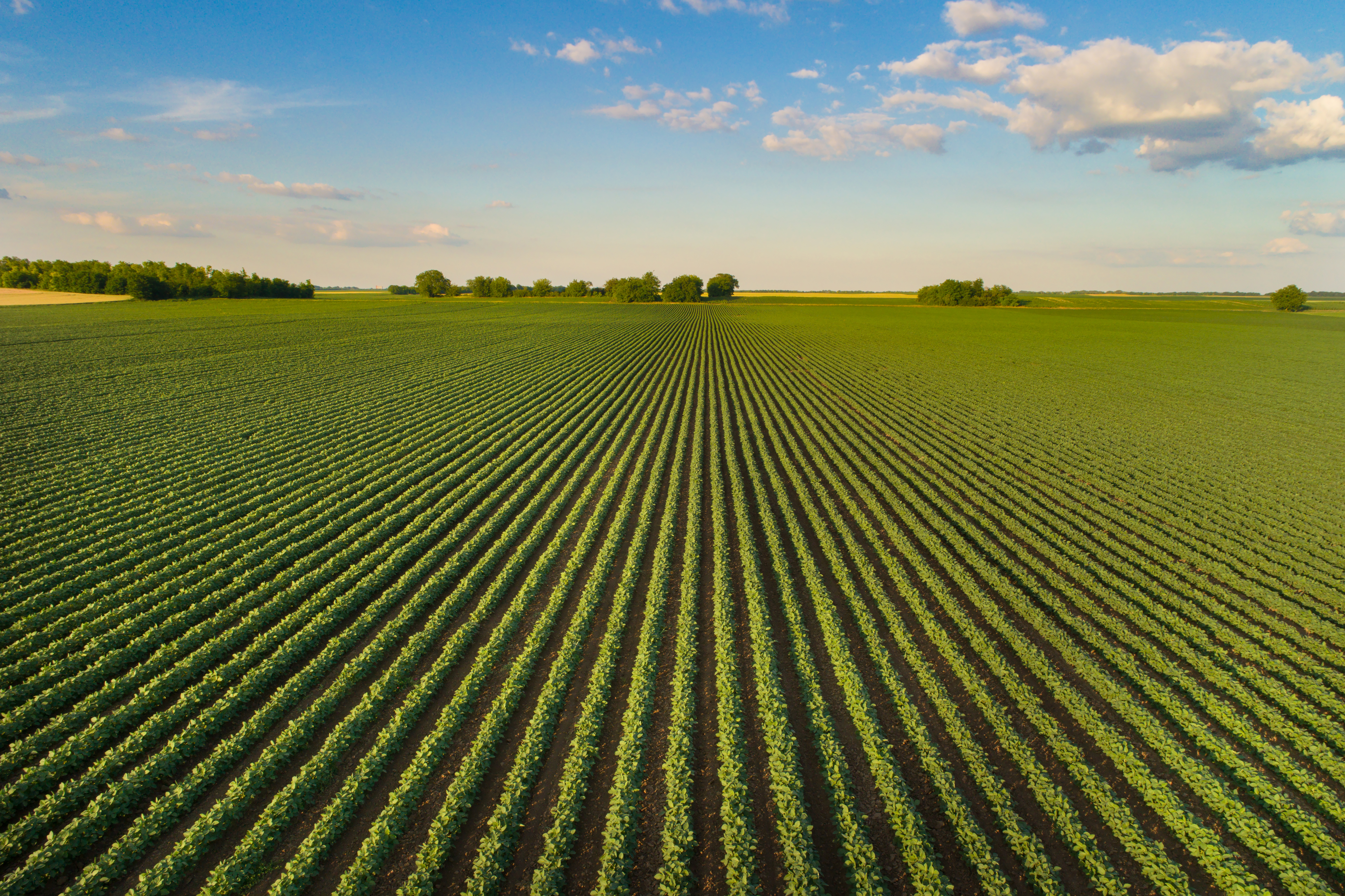 Crop Field 2